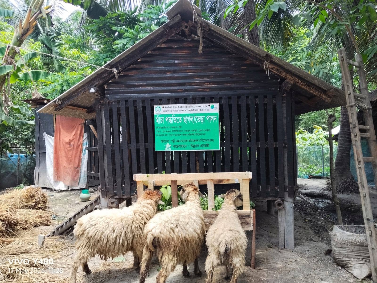 Climate-Resilient Slatted-Platform Sheep Rearing